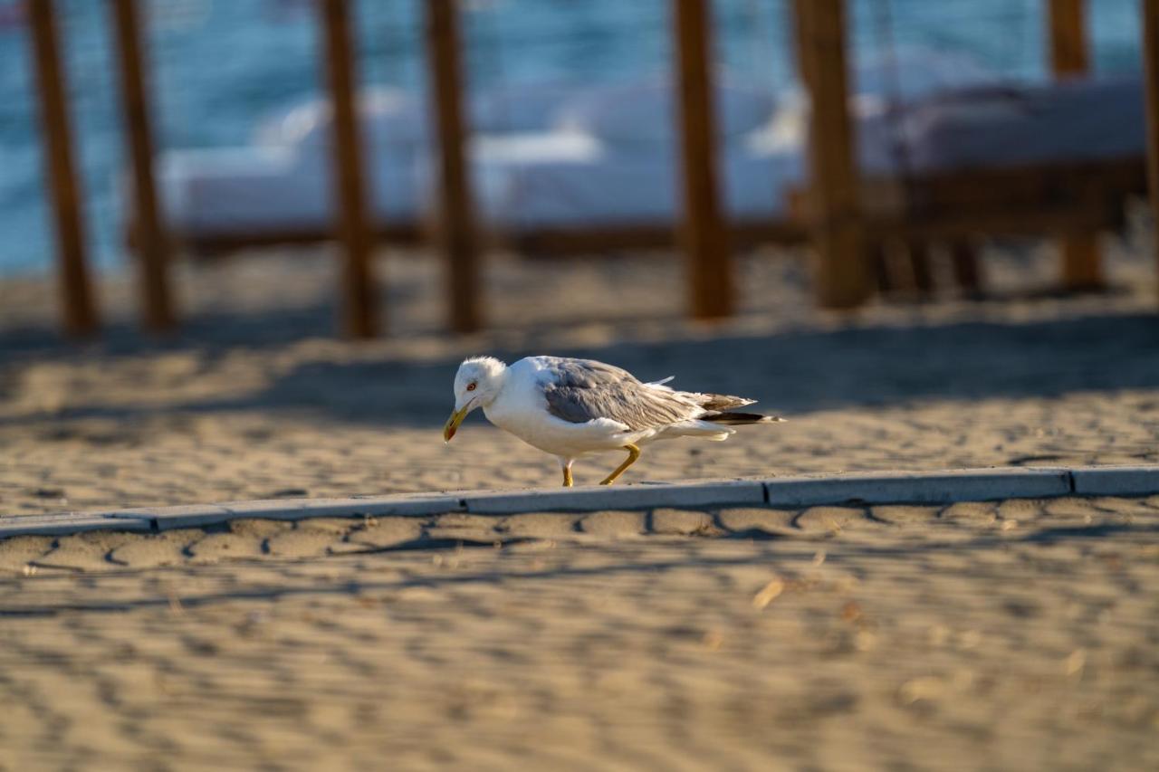 Hills Resort Beach, Bungalows And Bar - Velika Plaza Ulcinj Extérieur photo